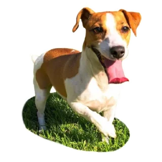 😜 emoji Elli Di stickers 🎥 Telegram sticker 6 of 10