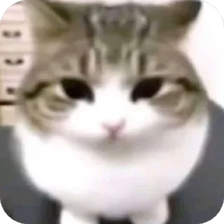 🫥 emoji Hot🔥Cats🙀 ➡️ @Qantarbaev Telegram sticker 22 of 44