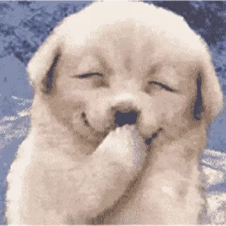 🐶 emoji Больше стикеров 👉🏻 @stickertg4 Telegram sticker 17 of 29