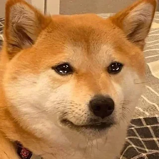 😭 emoji Больше стиков тут: @stikery4 Telegram sticker 24 of 47