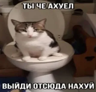 Sticker from Алишка? @temy_yazyki_bot