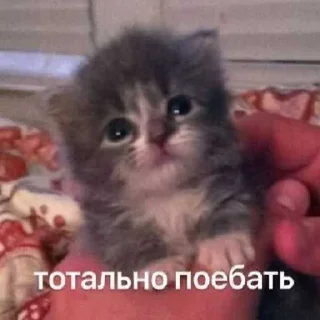 😭 emoji котейки. ➡️ @Ctikerubot Telegram sticker 15 of 102