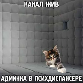 🙈 emoji котейки. ➡️ @Ctikerubot Telegram sticker 3 of 102