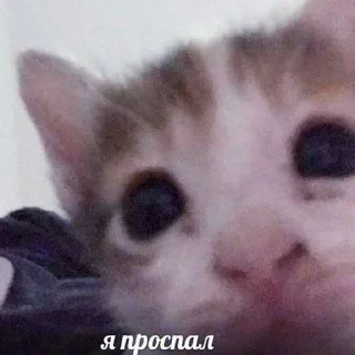 ❤️ emoji котейки. ➡️ @Ctikerubot Telegram sticker 21 of 102