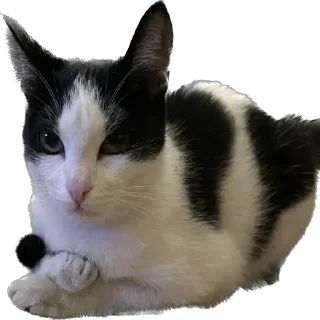 😒 emoji Марускино Хлойка😜😜 ➡️ @Ctikerubot Telegram sticker 6 of 33