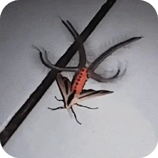 🐞 emoji Чулочки соломки ➡️ @Ctikerubot Telegram sticker 9 of 63