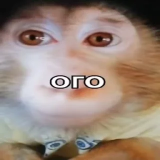 🐵 emoji Жмихнути монке 2.0 :: @stikery_robot Telegram sticker 22 of 35