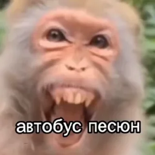 🚨 emoji Жмихнути монке 2.0 :: @stikery_robot Telegram sticker 6 of 35