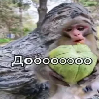 🐵 emoji Жмихнути монке 2.0 :: @stikery_robot Telegram sticker 20 of 35