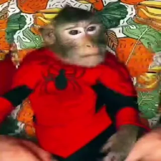 🐵 emoji Жмихнути монке 2.0 :: @stikery_robot Telegram sticker 13 of 35