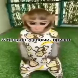 🐵 emoji Жмихнути монке 2.0 :: @stikery_robot Telegram sticker 23 of 35