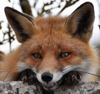 😁 emoji Больше стиков тут: @stikery4 Telegram sticker 23 of 50