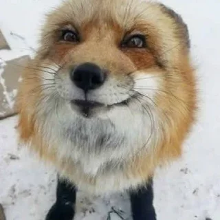 🌟 emoji Лисиськи Telegram sticker 14 of 23