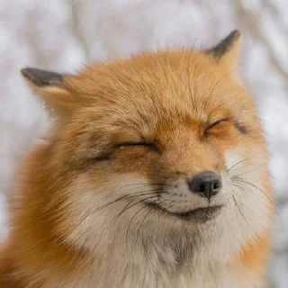 🌟 emoji Лисиськи Telegram sticker 22 of 23