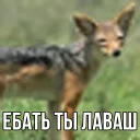 Sticker from ебучий шакал