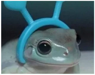 🐸 emoji жабы Telegram sticker 6 of 20
