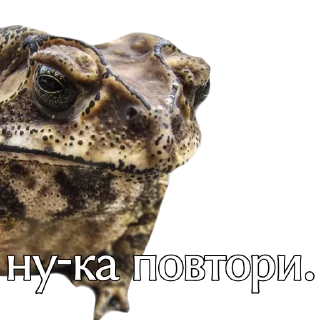 Sticker from жабы