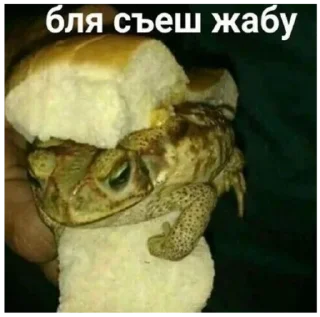 🍞 emoji жабы Telegram sticker 18 of 20