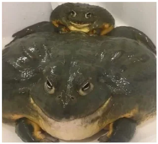 🐸 emoji жабы Telegram sticker 11 of 20