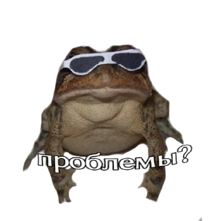 🤨 emoji жабы Telegram sticker 6 of 12