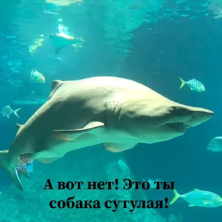 🤪 emoji Сутулая акула Telegram sticker 13 of 21