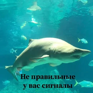 😮 emoji Сутулая акула Telegram sticker 8 of 21