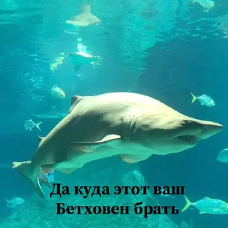 🤢 emoji Сутулая акула Telegram sticker 7 of 21