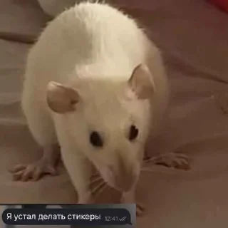 🥱 emoji Сутулая акула Telegram sticker 15 of 21