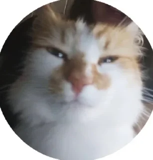 🙃 emoji Коти-бобри Telegram sticker 8 of 89