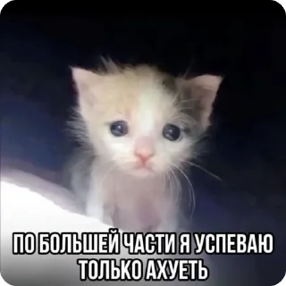 Sticker from смешни коти 🐈 by. mrz.omg