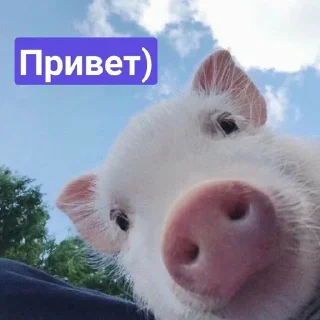 👋 emoji Хрюшки Telegram sticker 6 of 57