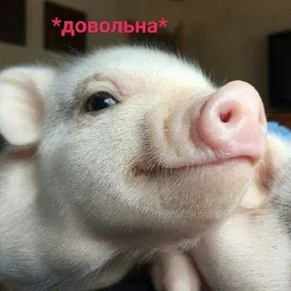 💋 emoji Хрюшки Telegram sticker 22 of 57