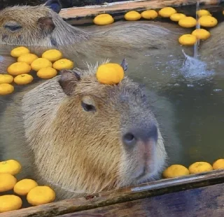 🦫 emoji CAPYBARA Telegram sticker 10 of 18