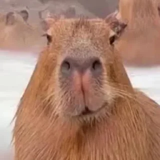 😏 emoji CAPYBARA Telegram sticker 18 of 18