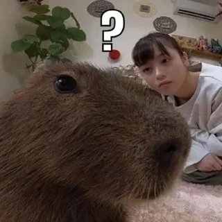 😳 emoji CAPYBARA Telegram sticker 16 of 18
