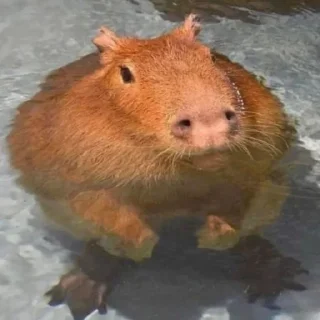 😐 emoji CAPYBARA Telegram sticker 17 of 18