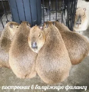 🦫 emoji CAPYBARA Telegram sticker 9 of 18