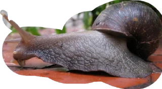 🐌 emoji Меня взломали Telegram sticker 9 of 30