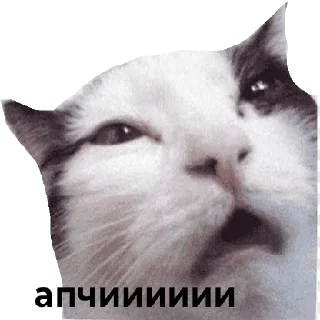 Sticker from Коты чееек