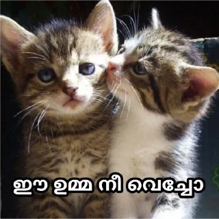 😻 emoji @PURRFECT_HUMAN's Pack Telegram sticker 15 of 97