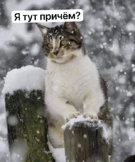 🌟 emoji Зимочка❄️ Telegram sticker 16 of 32