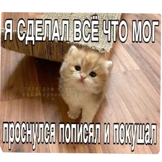 🐱 emoji ебе бе....ыъ...э— @stixasix Telegram sticker 20 of 84