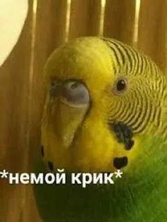 🌟 emoji долбаёб ебланов хуйланович Telegram sticker 13 of 120