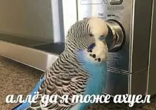 🌟 emoji долбаёб ебланов хуйланович Telegram sticker 14 of 120