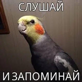 🌟 emoji долбаёб ебланов хуйланович Telegram sticker 15 of 120