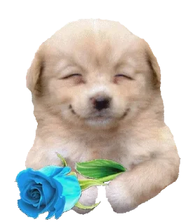 🌟 emoji Shy dogs!! By @Bitemyy Telegram sticker 18 of 35