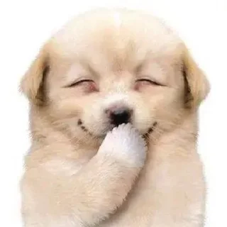 🌟 emoji Shy dogs!! By @Bitemyy Telegram sticker 7 of 35