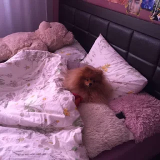 🛏️ emoji potap Telegram sticker 6 of 30