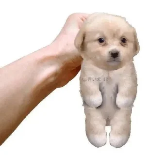🌟 emoji Shy dogs!! By @Bitemyy Telegram sticker 6 of 35