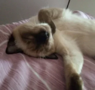 😴 emoji Тимка топчик Telegram sticker 18 of 32